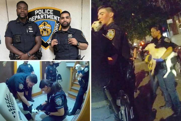 9 tortured, emaciated dogs rescued from NYC apartment after owner caught on video slamming crying pup to the ground