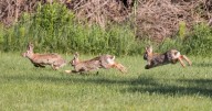 Rabbits with 'horns' in Colorado are being called 'Frankenstein bunnies.' Here's why