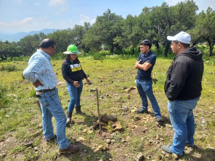 Reforestación en Tepeapulco alcanza 99% de supervivencia