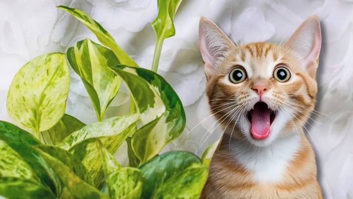 Asuntos de plantas: qué pasa si tu gato muerde o ingiere las hojas del potus