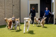 K9 Resorts: Michigan’s first ‘Ritz-Carlton for dogs’ opens in metro Grand Rapids