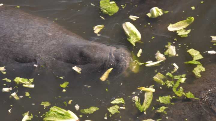 Florida manatee deaths from boat strikes top 5 year average
