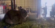 Young exhibitors showcase rabbits at Western Montana Fair in Missoula