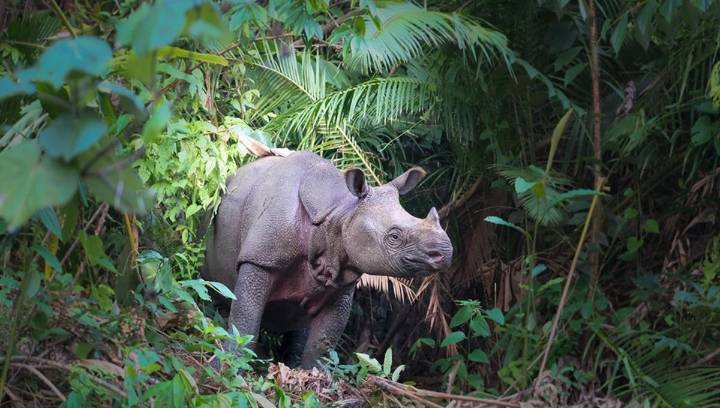 There Are Now Just 50 Javan Rhinos Left As Species Creeps Ever Closer To Extinction