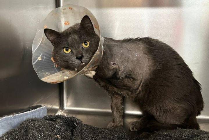Abbotsford cat found in random home with rotting cast loses leg