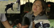Cattle theft devastates Calvert family, highlighting a growing crime trend across Central Texas