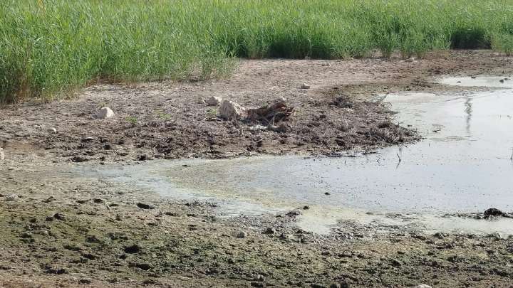 Preocupación por el estado de la Laguna de Pétrola en la provincia de Albacete