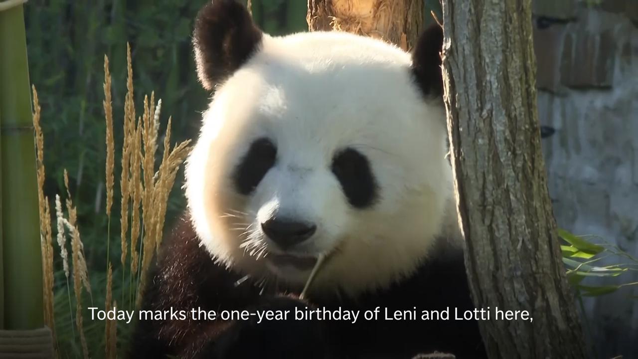 Twin giant panda cubs celebrate their first birthday at Berlin zoo