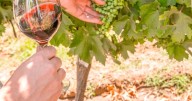 Viña Terramater: vinos premiados con identidad en el corazón del Maipo