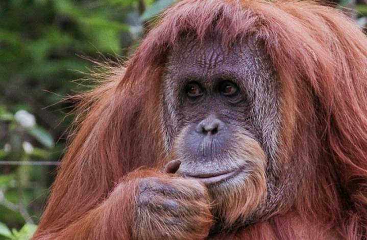 Día Mundial del Orangután: guardianes del bosque en peligro