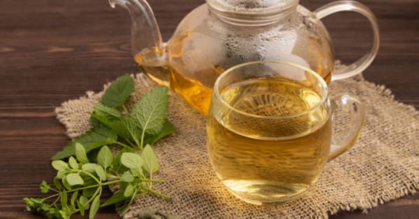 Los 15 beneficios del té de boldo en la salud: tiene efectos antioxidantes y regenerativos
