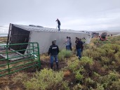 Semitrailer hauling 31 horses rolls over in San Juan County, killing 4 of them