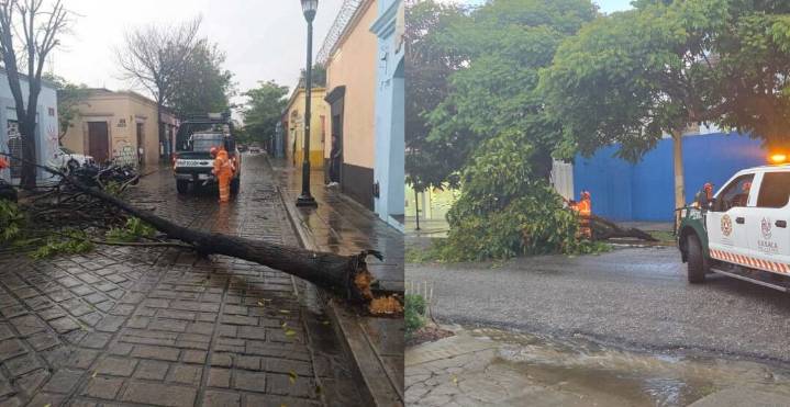 Tormenta en Oaxaca provoca caída de árboles y activa protocolo de emergencia municipal
