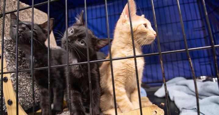 Idaho county being overrun by thousands of stray cats