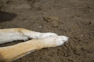 VIDEO. Brutal caso de maltrato animal en El Maule: acusan a hombre de matar tres perros con un bate en una sede vecinal
