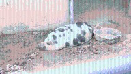 One-eared pig found in the South Valley is adopted