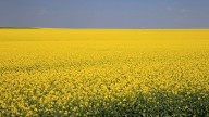 China hits Canada's canola farms with tariffs, Carney silent