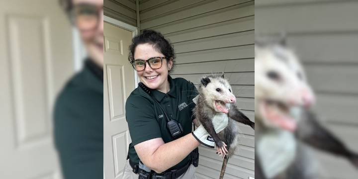 Caught on camera: Possum caught in trap released into the wild