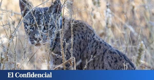 Uraclio, el lince ibérico de Madrid que podría asentar la especie en la región
