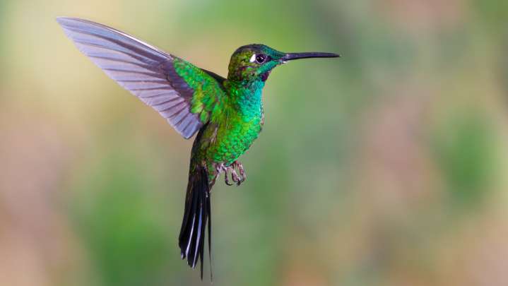The Flower You Should Add To Your Garden To Attract Colorful Hummingbirds