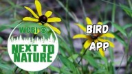 Next to Nature (Bird App)