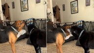 A Mischievous Bark In Michigan Reveals The Sweetest Bond Between A Puppy And His Deaf Sister