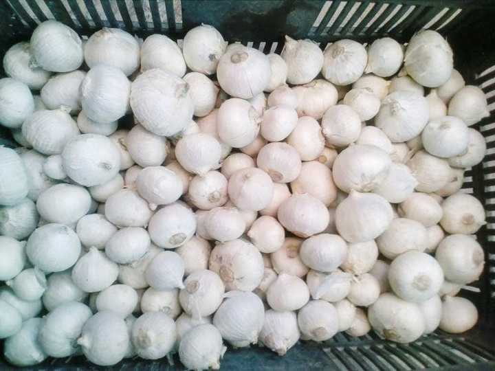 5 propiedades del ajo macho, un tesoro natural para la salud