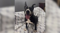 Dog Found Abandoned And Tied Up In Ohio Is In Shelter After 7 Years, Still Waiting