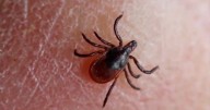 Be on the lookout for ticks