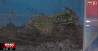 Green frog visits WAND Studio from Scovill Zoo