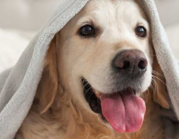 Frente al intenso frío de este invierno: ¿es necesario proteger también a las mascotas?