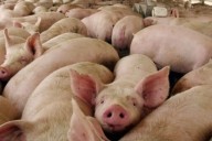 La producción de capones marca un récord histórico pese al aumento de costos