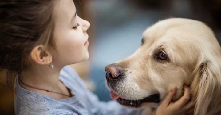 Corte Constitucional reconoce a los animales como seres sintientes