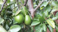 Marruecos pierde la mitad de la producción de aguacate debido a la sequía