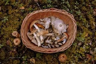 ¡Vive el ‘hongosto’ en los bosques de Oaxaca!