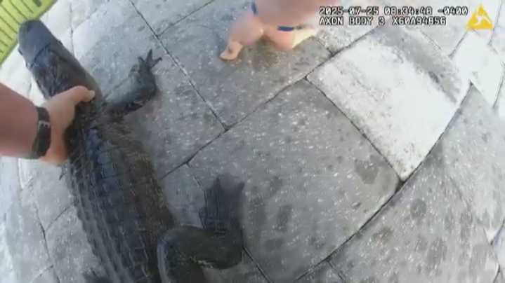 Video: Alligator rescued by Florida deputy in backyard pool