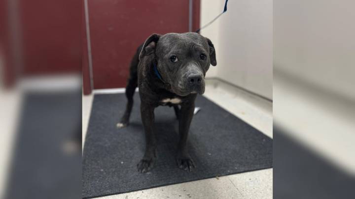 Dog Saved From Texas Dumping Site Had 'Only Months To Live,' But Then Something Surprising Happened