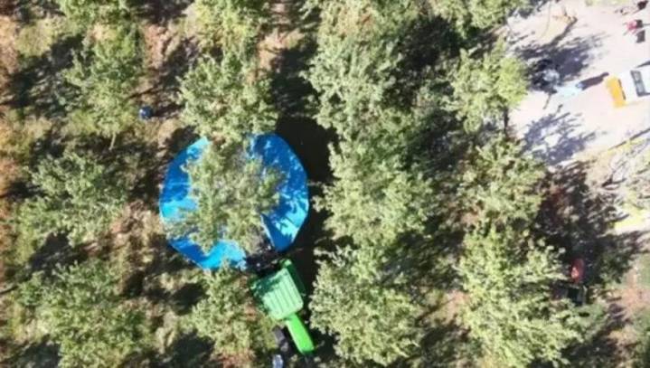 Senillosa lidera la producción de almendras en Neuquén