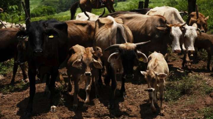 Cierre a importaciones en EU al ganado mexicano deja pérdidas por 850 mdd por brote de gusano barrenador