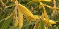 Blast From The Past: garden party