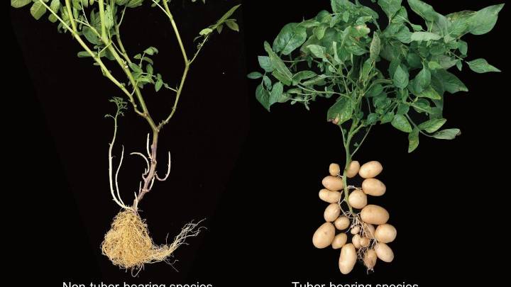 La increíble historia de la patata: surgió de un cruce con el tomate