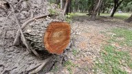 Realizan poda preventiva de árboles con plaga en el Parque Tangamanga I