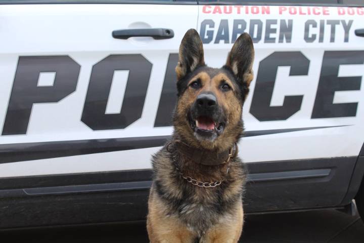 Trading patrol shifts for belly rubs: Garden City police K9 retires