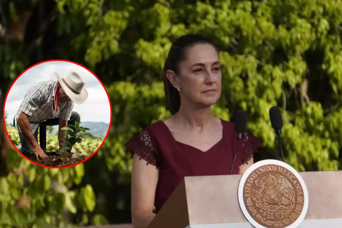 Claudia Sheinbaum anuncia en Calakmul expansión de Sembrando Vida a Guatemala y Belice