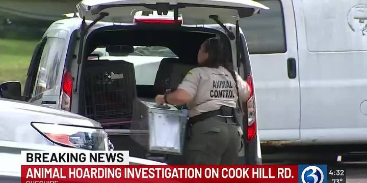 Crews investigate animal hoarding at home in Cheshire