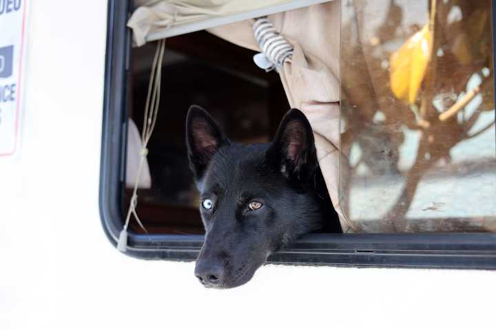 Day 156 at the 16th St. Plaza: Accessing social services with pets