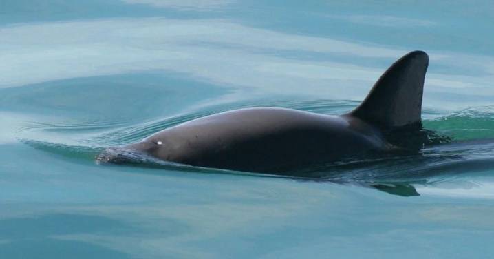 Arranca la próxima semana el Crucero 2025 para monitorear a la vaquita marina