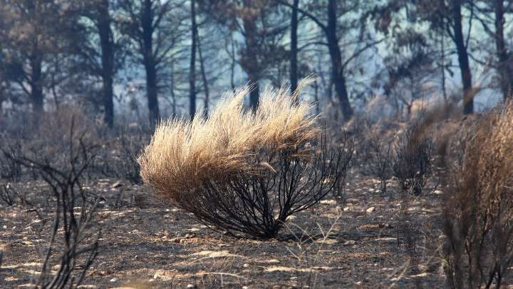 El fuego no da tregua en León: segundo incendio de nivel 2 en un corto espacio de tiempo