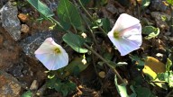 The Best Way To Kill Bindweed And Keep It Out Of Your Garden For Good