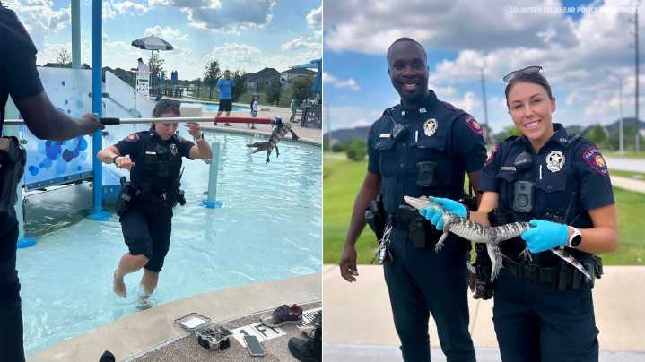 'Godzilla sighting' | Fulshear police remove gator from neighborhood pool